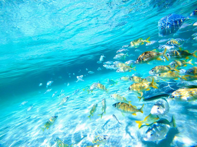 Bahamian Aquatic Life